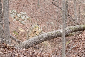 Fallen tree in woods in fall