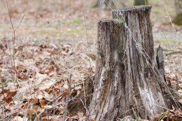 Tree stump in leaf litter