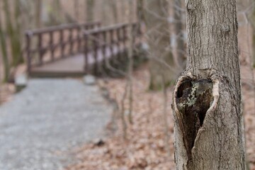 Bridge and path in woods