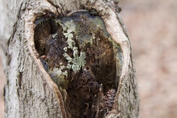 Pinecone in tree hollow