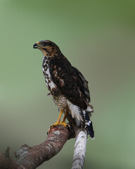 red tailed hawk