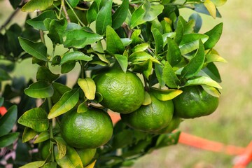 A small bergamot tree in the garden.	