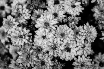 black and white flowers