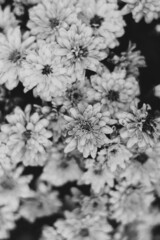 black and white spring flowers