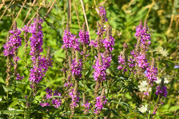 Closeup of purple loosestrife flowes with selective focus on foreground