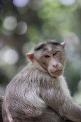 Monkey in Jungle. Emotions and actions of Monkey and baby. Beautiful wall paper background. Emotional message.