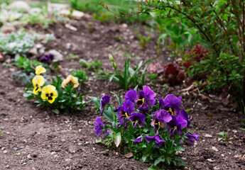 Various types of viola and other plants in a flower bed in the garden.