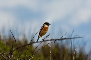 A stonechat perched on a branch in the Sussex countryside