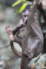 Monkey in Jungle. Emotions and actions of Monkey and baby. Beautiful wall paper background. Emotional message.