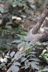 Monkey in Jungle. Emotions and actions of Monkey and baby. Beautiful wall paper background. Emotional message.