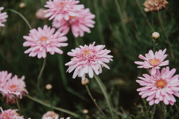 Fototapeta premium Flores