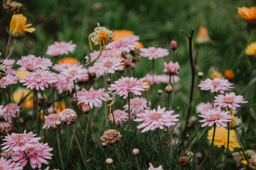 Obraz premium Flores