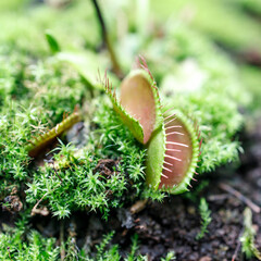 Dionaea Muscipula Typical form. Venus Flytrap - Predatory plant, Carnivorous rare Plant