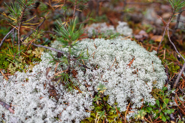 Pine forest with reindeer lichen on the hill. National Reserve 