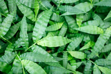 oplismenus aemulus close-up in the botanical garden