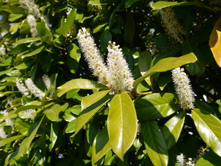 Fototapeta premium Natur