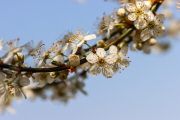 Blüten