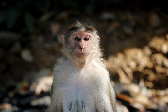 Monkey in Jungle. Emotions and actions of Monkey and baby. Beautiful wall paper background. Emotional message.