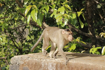 Monkey in Jungle. Emotions and actions of Monkey and baby. Beautiful wall paper background. Emotional message.