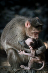 Monkey in Jungle. Emotions and actions of Monkey and baby. Beautiful wall paper background. Emotional message.