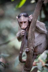 Monkey in Jungle. Emotions and actions of Monkey and baby. Beautiful wall paper background. Emotional message.