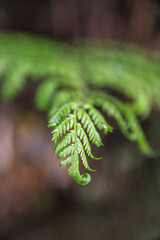 close up leaf