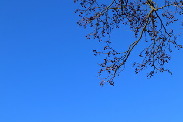 Alder tree branch. Dark silhouettes against a cloud free blue sky. Winter or early spring weather. Latin name Alnus. No leaves yet. Stockholm, Sweden.