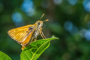 Obraz premium butterfly 141