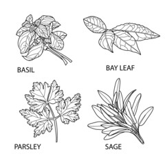 Set of different cooking herbs and spices.