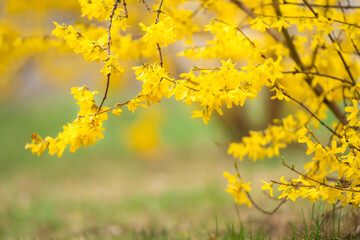 Żółte, wiosenne kwiaty
