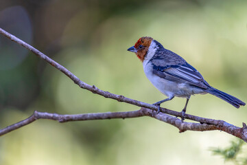 A young Red-cowled Cardinal  also know as Cardeal perched on the branches of a tree. Species Paroaria dominicana. Animal world. Birdwatching. Birdlover