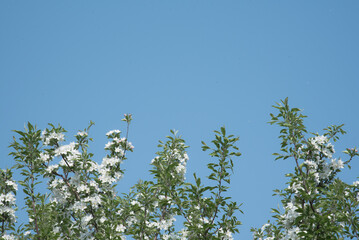 Branches against blue sky