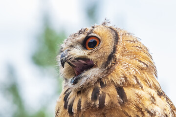 Falconry-headed owl in the park. In the background are green trees in the park.