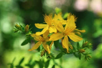 dziurawiec zwyczajny hypericum perforatum herb vitiligo