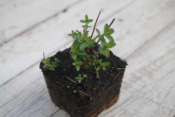 dziurawiec zwyczajny hypericum perforatum herb vitiligo