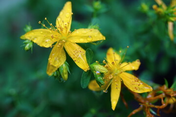 dziurawiec zwyczajny hypericum perforatum herb vitiligo