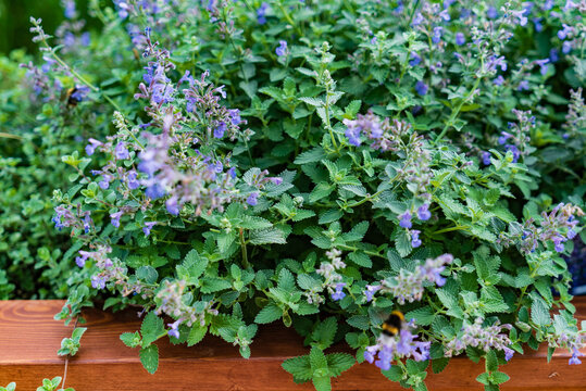 Beautiful flowers of catnip or nepeta cataria