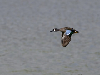 Fototapeta na wymiar Male Blue-winged Teal in Flight Over Lake in Spring