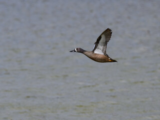 Male Blue-winged Teal in Flight  Over Lake in Spring