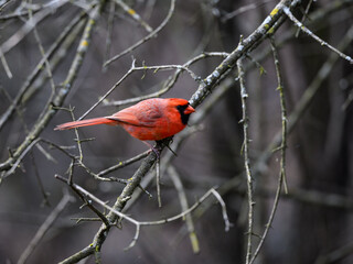 Male Northern Cardinal Perched on Tree Branch in Spring