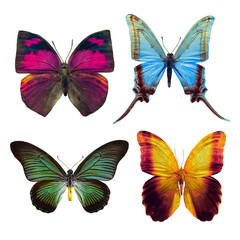 set of beautiful butterflies isolated