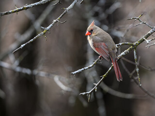 Female Northern Cardinal Perched on Tree Branch in Spring