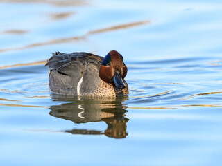 Male Green-winged Teal Swimming in Blue Water