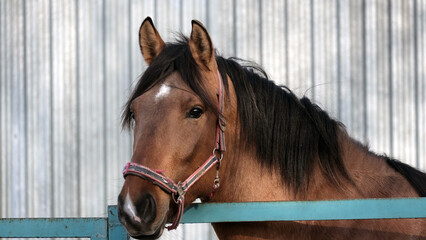 Portrait of a horse against a metal wall