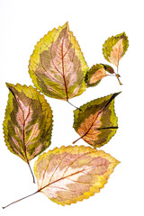 variegated foliages on the white background