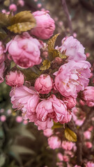 pink and white flowers
