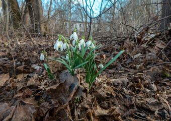 snowdrops signals that spring is coming
