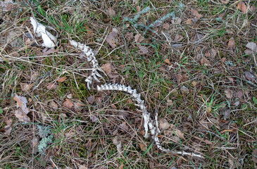 a beaver skeleton was found in the forest

