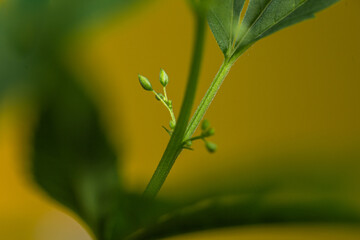 Obraz premium close-up macro photo of a male cannabis shoot