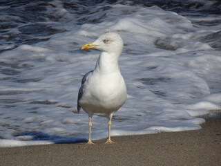 Fototapeta na wymiar Seagull With Foam